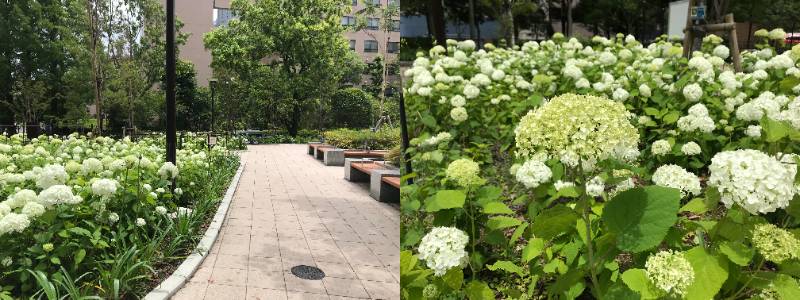 築地川公園中央廣場梅雨天下紫陽花正是觀賞的好時節