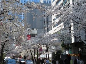 日本橋櫻花大道的櫻花日本橋的櫻花盛開