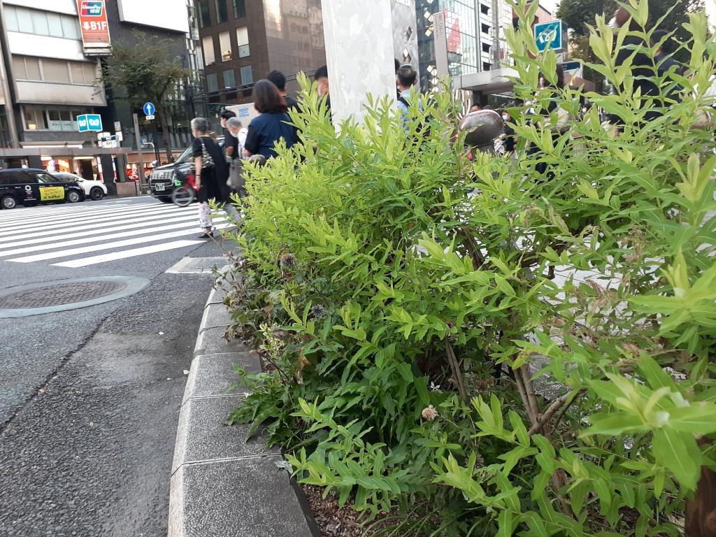  NEW GINZA STREETSCAPE～在銀座的街角思考的日本傳統與溫暖化～