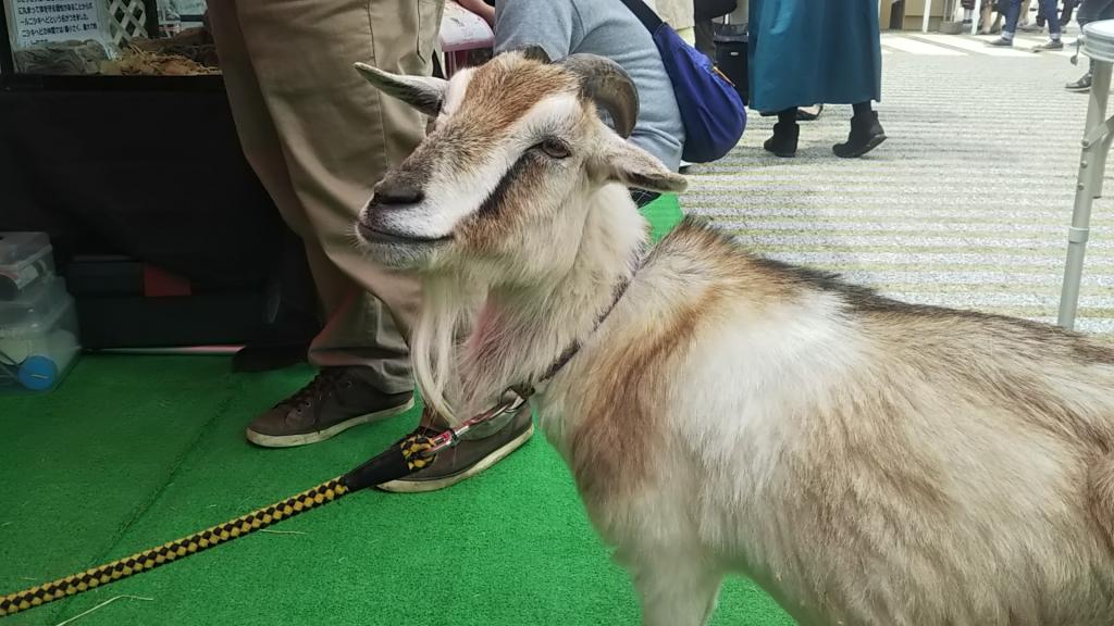 在移動動物園,山羊的對象去了釣人偶町大觀音寺和築地本願寺。