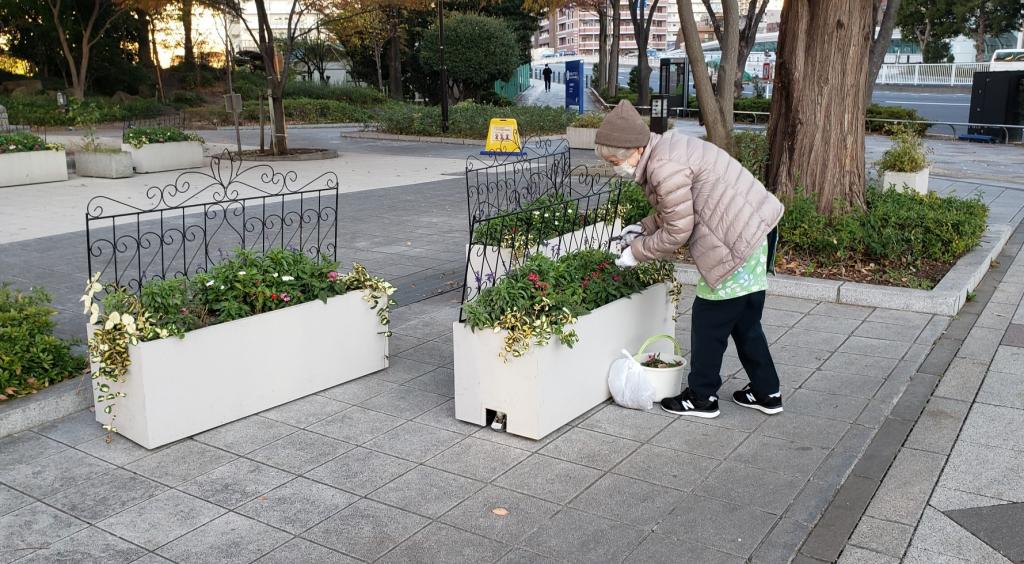  在黎明橋公園遇到了花的保養志願者