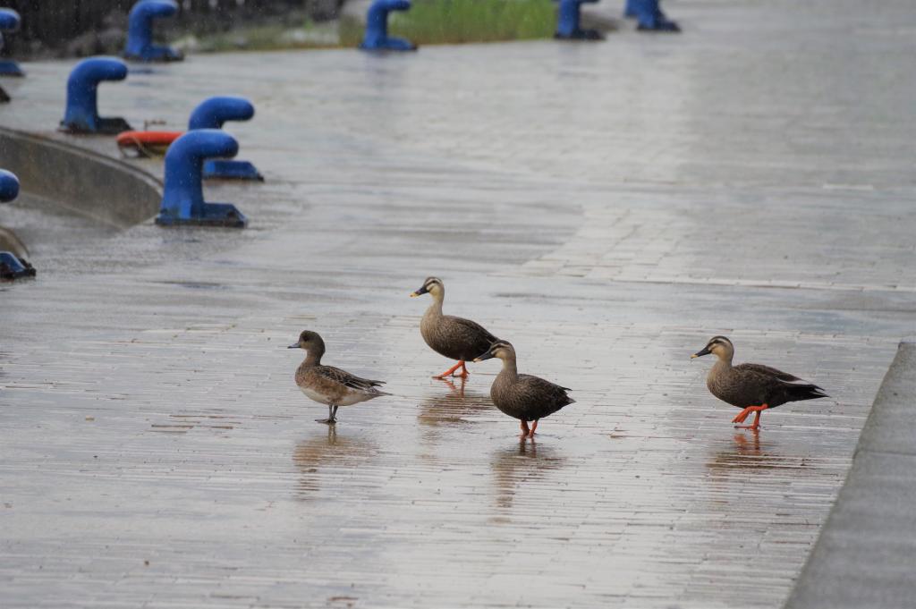  下雨天也在享受鳥散步·石川島公園