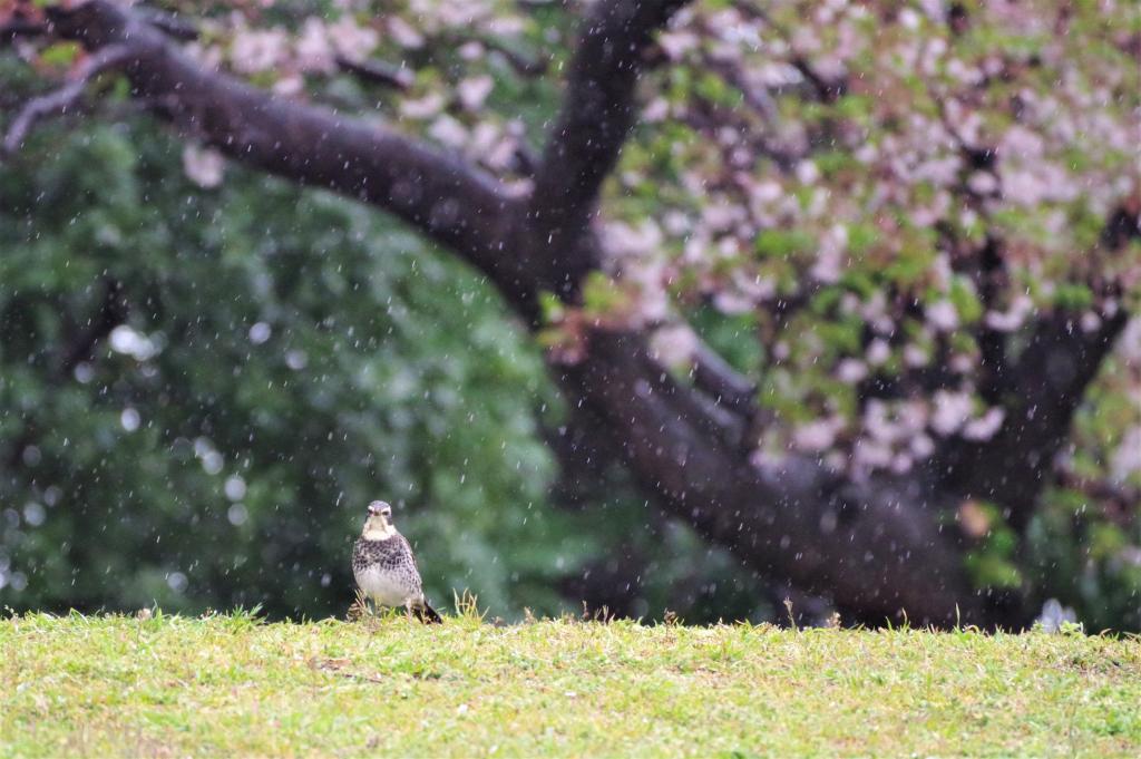  下雨天也在享受鳥散步·石川島公園