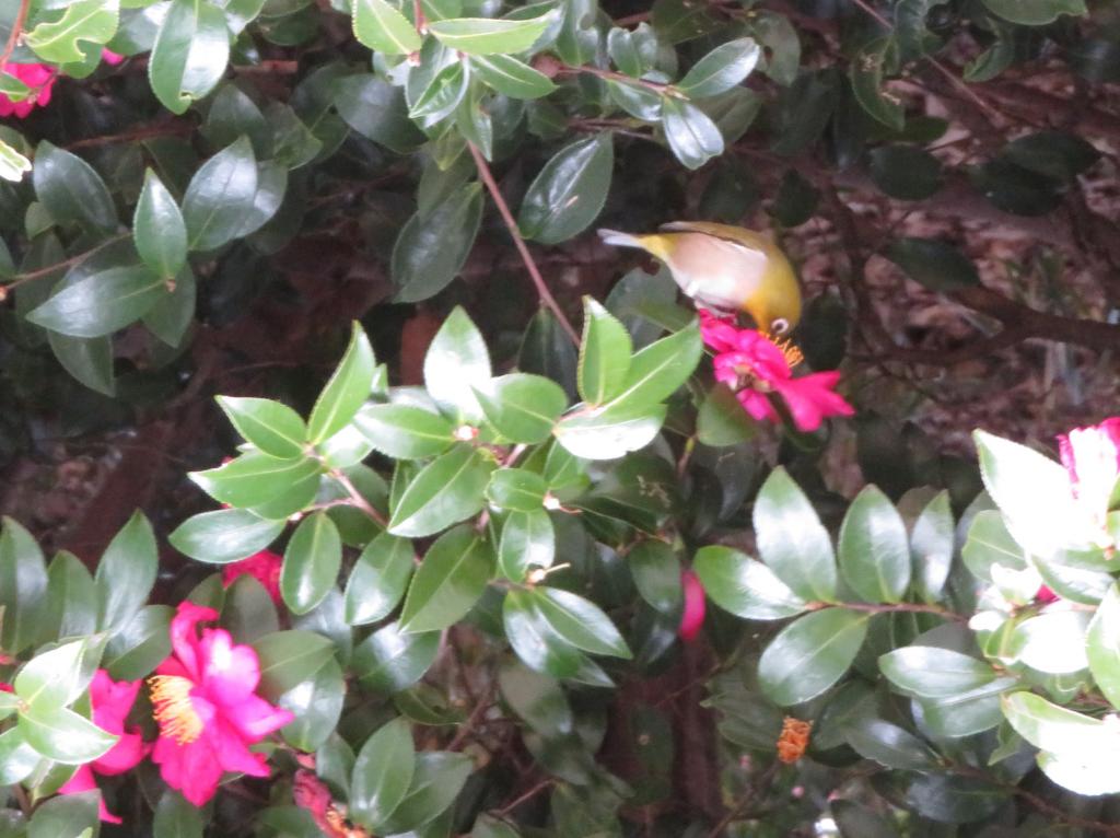 為了尋求山茶花盛開的蜜,暗綠綉眼鳥飛浜離宮恩賜庭園初春的裝束　