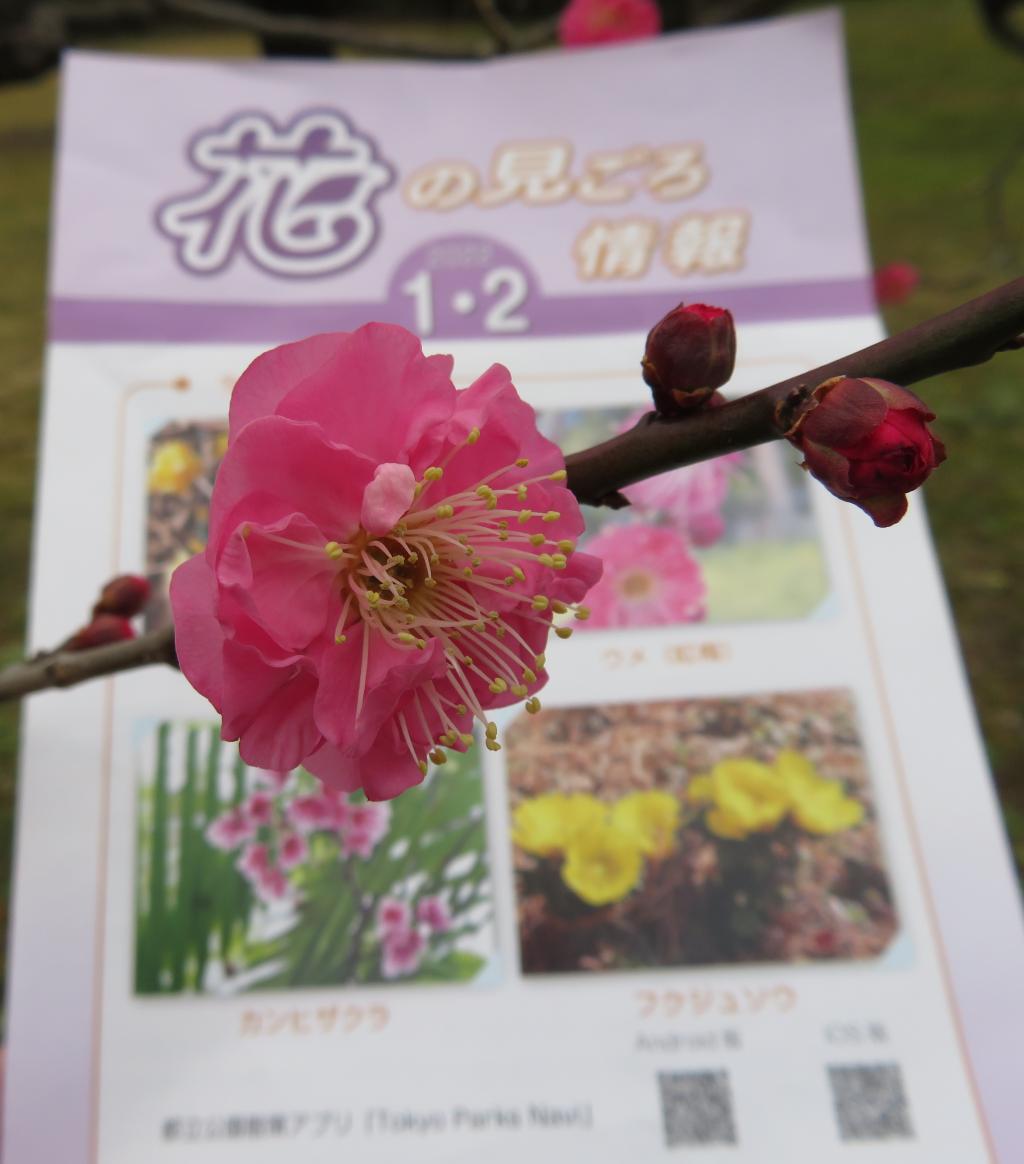 東風吹香茅香的梅花浜離宮恩賜庭園初春的裝束　