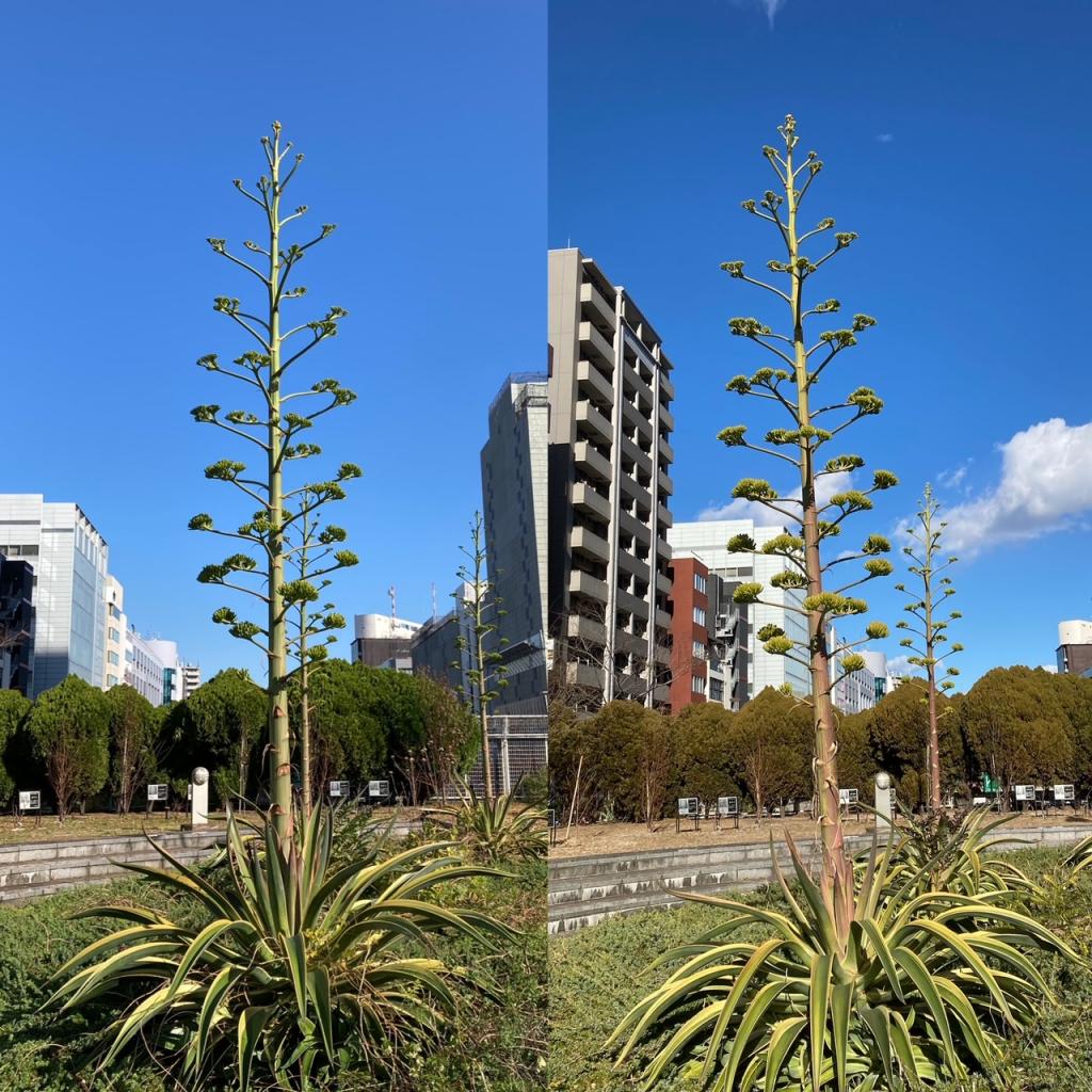  夢幻之花阿加貝・委內瑞拉什麼時候開花?