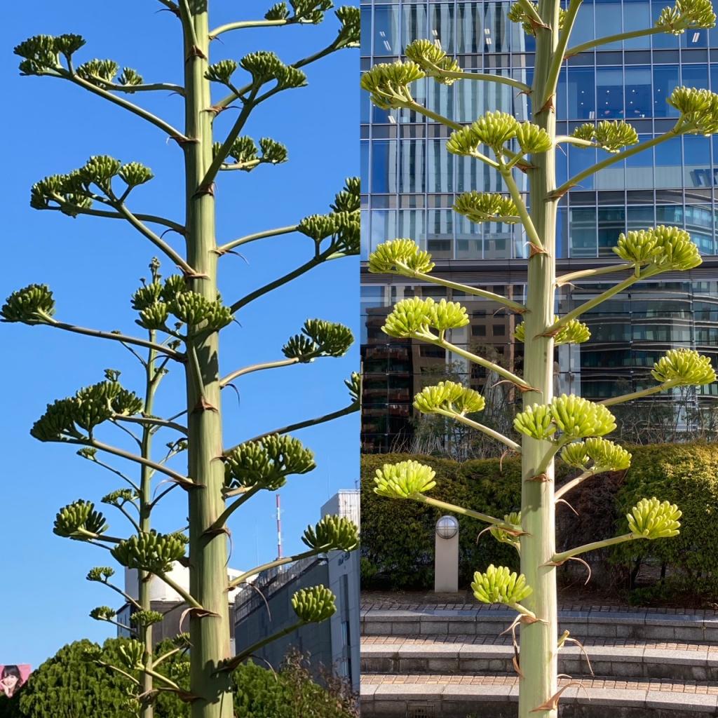  夢幻之花阿加貝・委內瑞拉什麼時候開花?