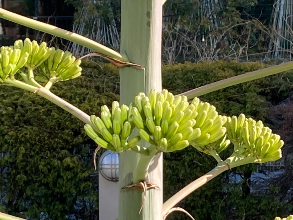  夢幻之花阿加貝・委內瑞拉什麼時候開花?