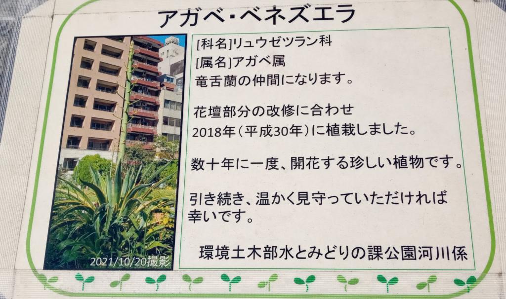 罕見的龍舌蘭名字被阿加貝・委內瑞拉築地川銀座公園女神稱為賞花活動