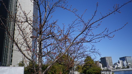 新川公園河津櫻這裡也有河津櫻