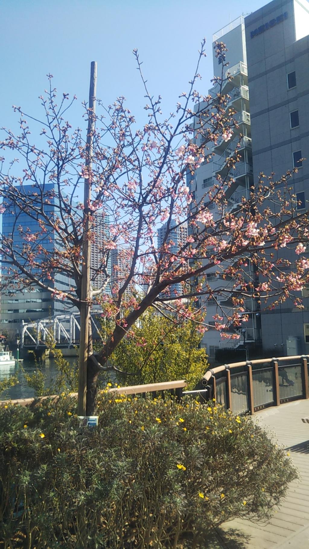 伊豆的河津櫻開花了。中央區的河津櫻呢? 臨近春天。龜島川公園的河津櫻開始開花了。