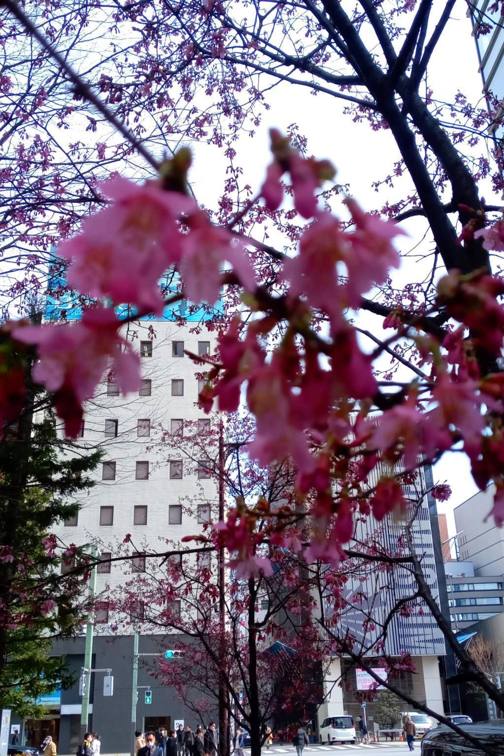 龜櫻花蕾鼓起,15日左右盛開的東京廣場花園河津櫻盛開的龜櫻也持續了。
