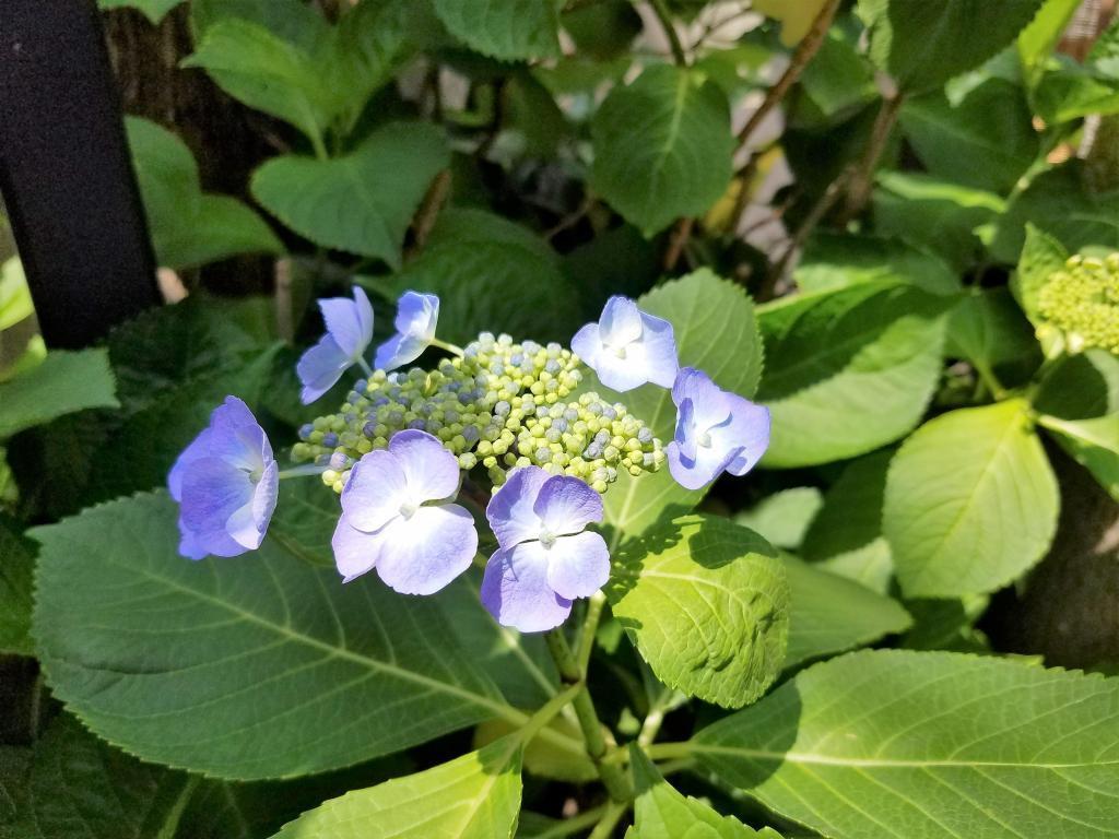  末廣紫陽花日和