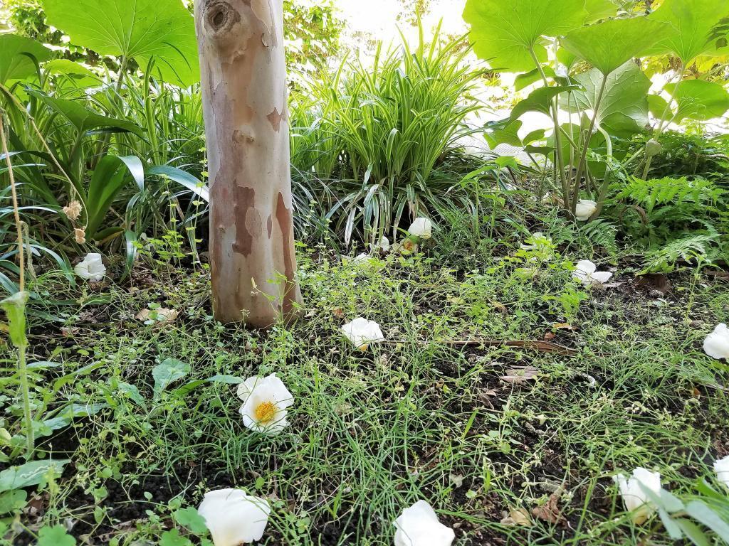  想到茶花季節