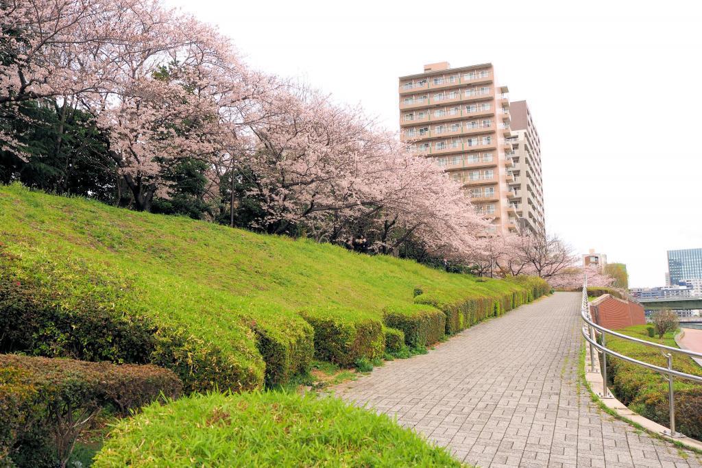  想試著滾動隅田川・はとば公園裡的大球