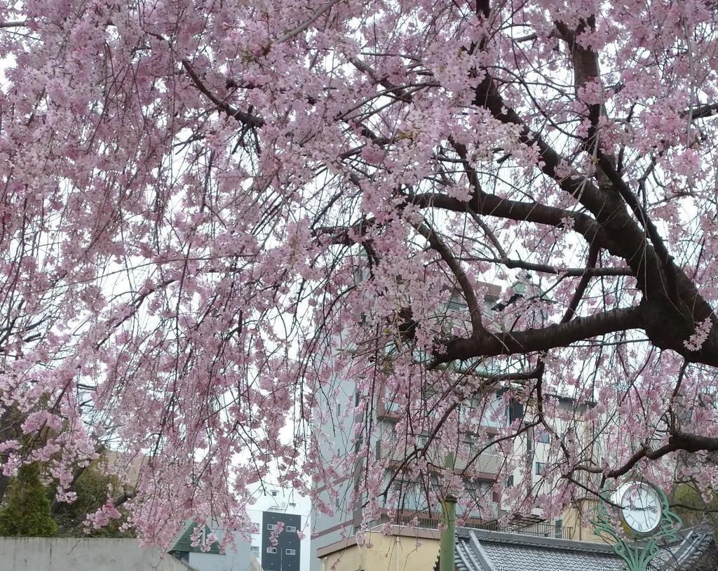 櫻花的名勝!濱町公園櫻花樹下穿著書包的“提前拍攝”旅行