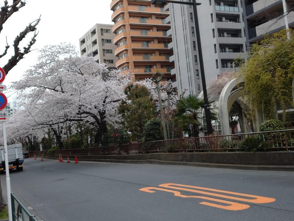 濱町綠道的櫻花隧道櫻花樹下穿著書包的“前拍攝”旅行