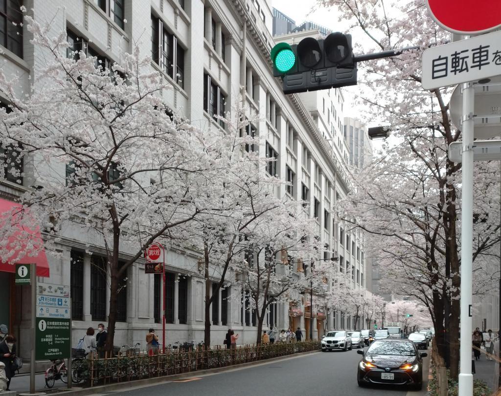 贈品。日本銀行總店本館前也很棒! 在櫻花樹下穿著書包的“提前拍攝”旅行