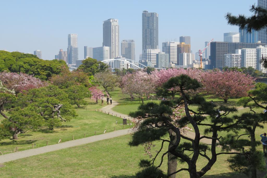 來自富士見山的絕景浜離宮恩賜庭園八重櫻盛開　※星期一也開園