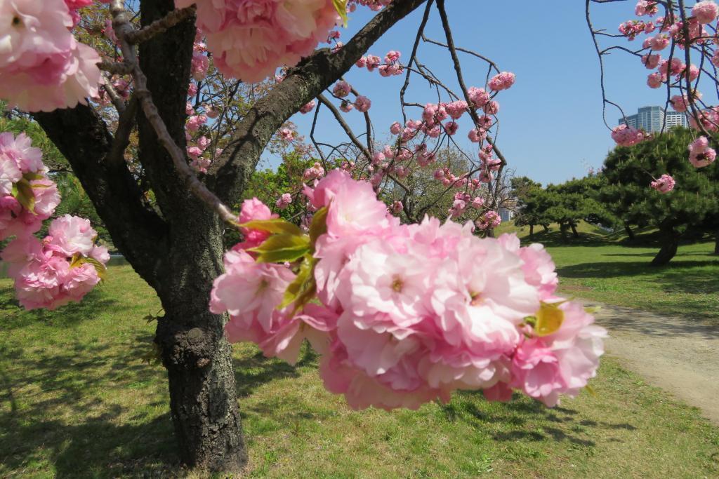 南方寫作關山,有光澤的浜離宮恩賜庭園八重櫻盛開　※星期一也開園