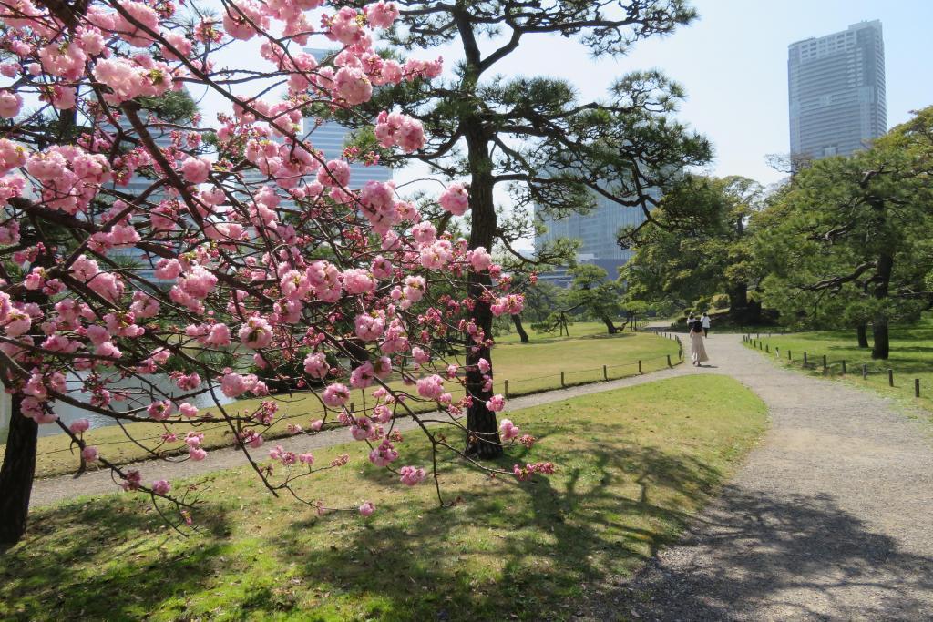 一葉的花瓣中雌蕊一個浜離宮恩賜庭園八重櫻盛開　※星期一也開園