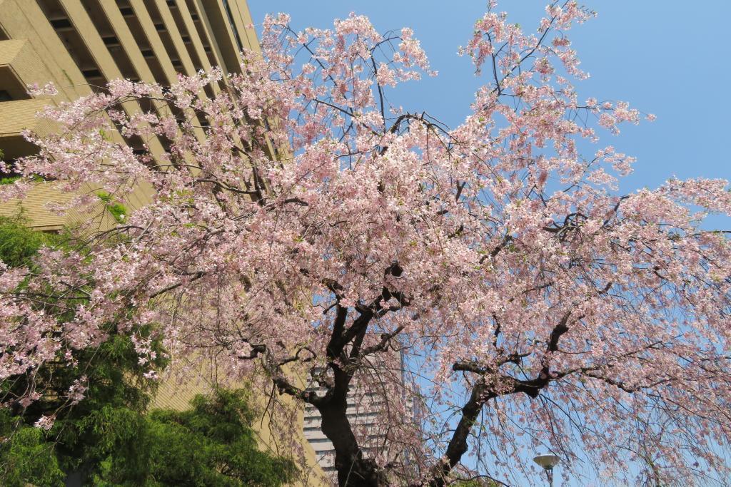 垂枝櫻漂亮地在朝日新聞東京總公司前庭的八重櫻,杜鵑花漂亮。