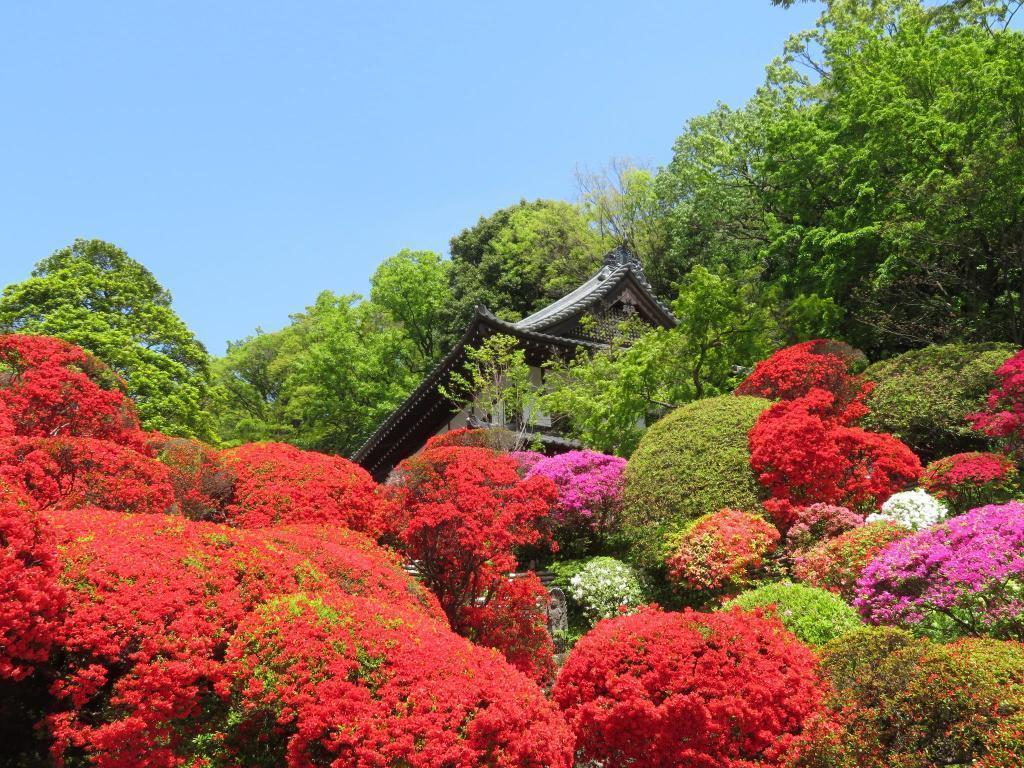  春～夏…杜鵑花・富士…浜離宮恩賜庭園
