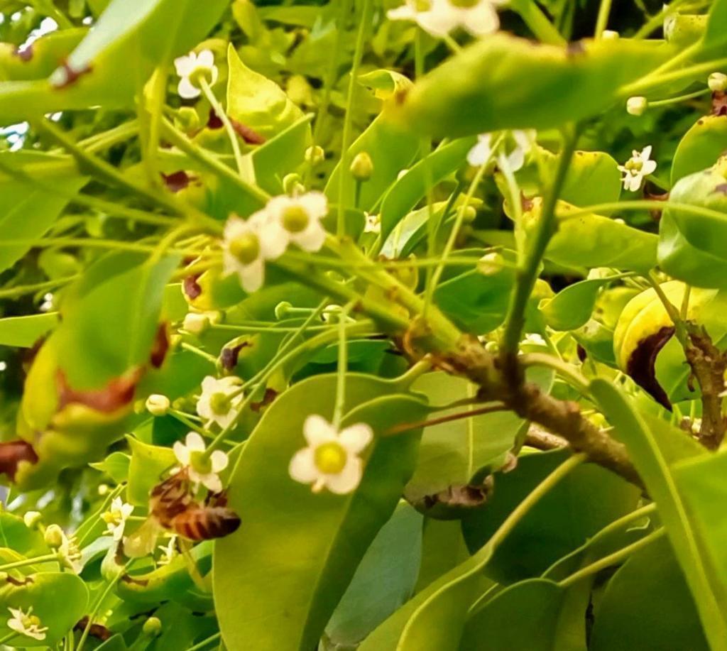 歌舞伎座的屋頂庭園也是銀座的蜜蜂朝日稻荷神社屋頂、歌舞伎座、築地川公園