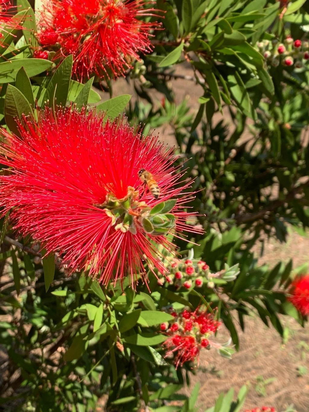 在築地川公園,從刷樹的花中吸蜜
 銀座的蜜蜂朝日稻荷神社屋頂、歌舞伎座、築地川公園