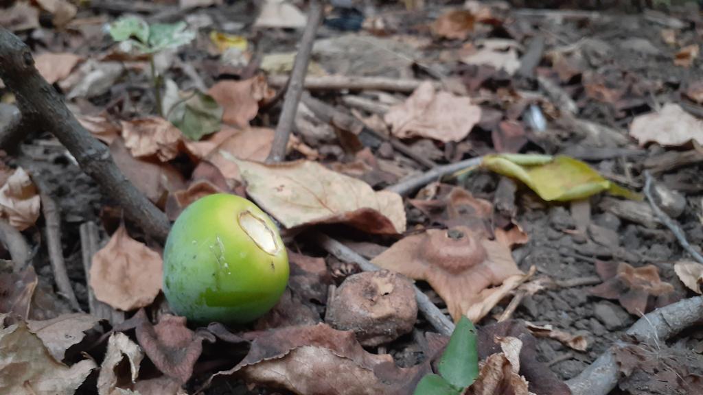  生長著卡琳和鼠尾草的“果樹和香草樣品園”