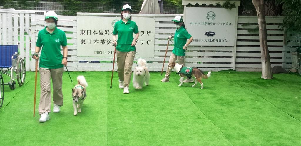  名犬chirori和養大的父母大木托爾