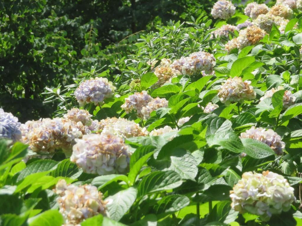 “東京廣場花園”屋頂庭園酷暑…中央區屋頂庭園巡遊
