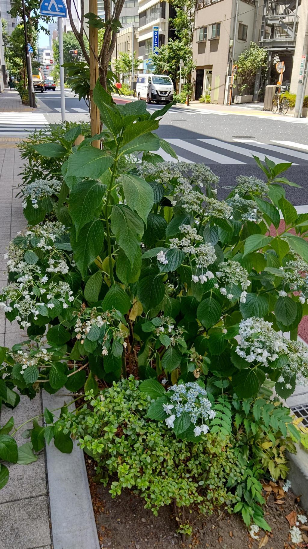 在御幸大道的樹叢裡種植的叫做“隅田煙花”的山綉球?
