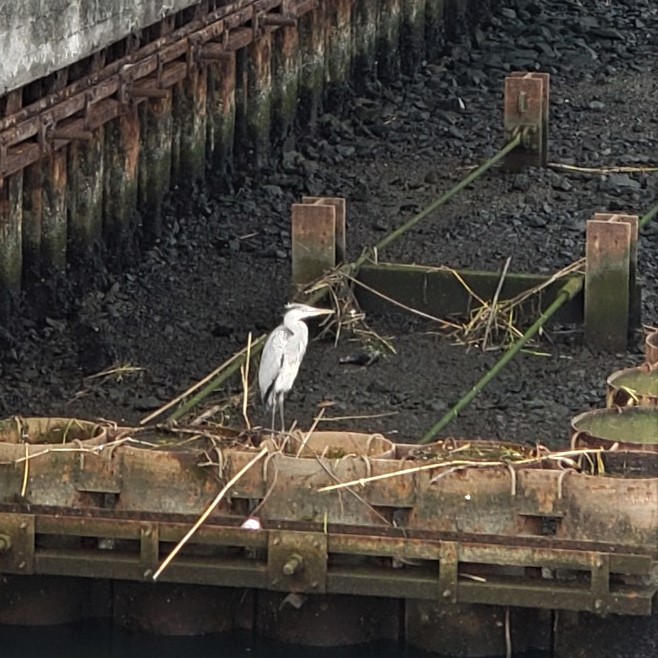  在朝潮運河
為了尋找魚而遇到的野鳥們。