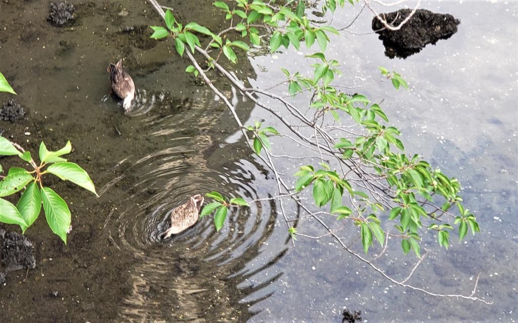  在朝潮運河
為了尋找魚而遇到的野鳥們。