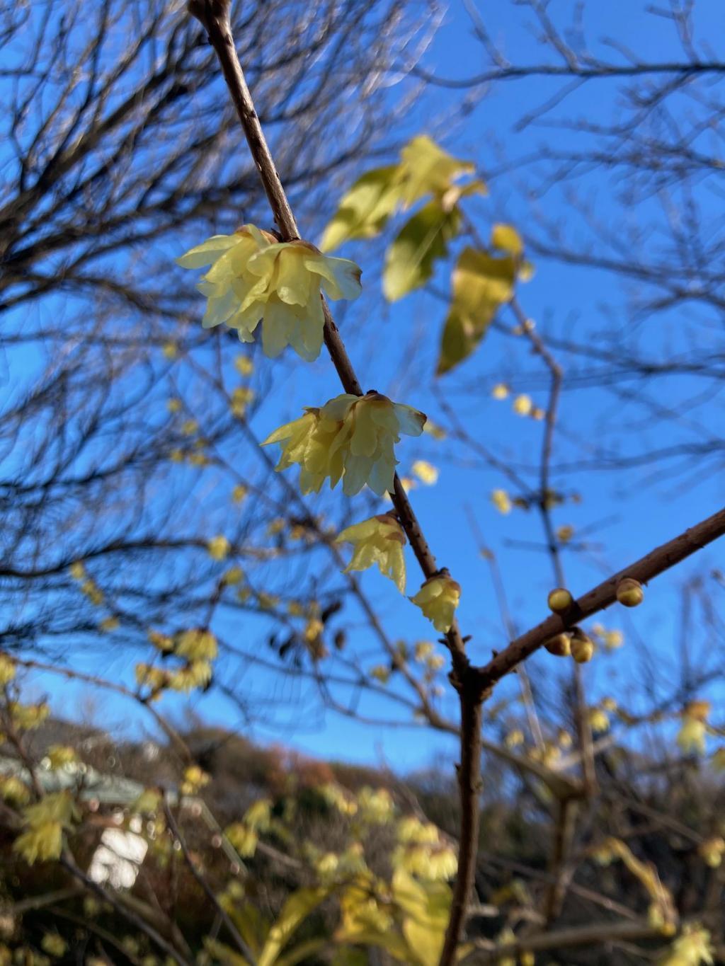  早咲的八重寒紅