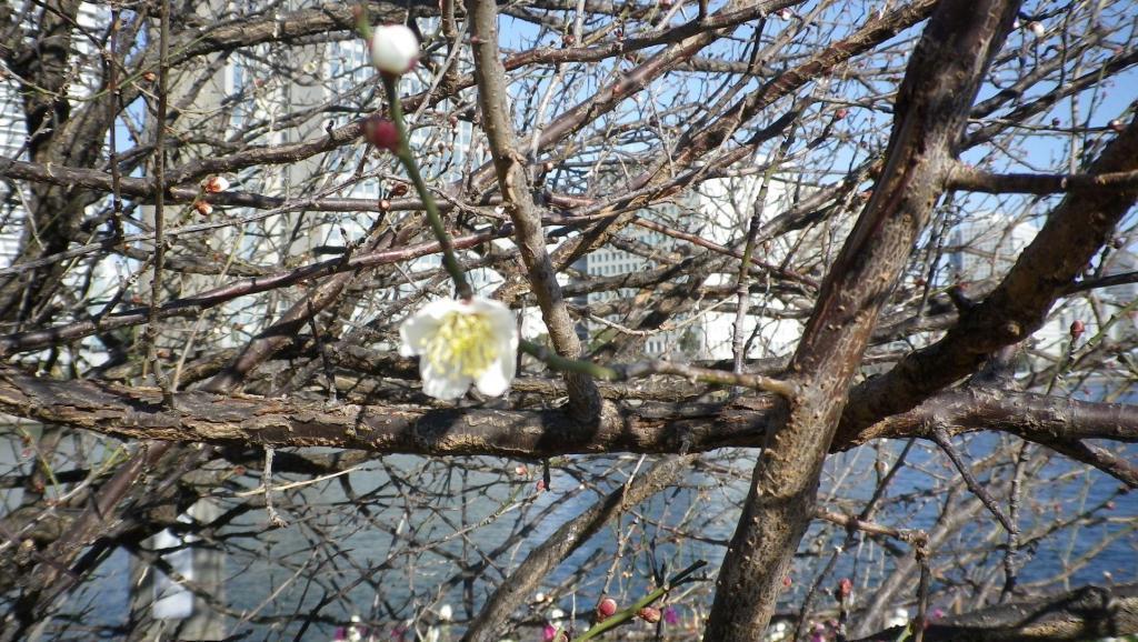 梅花開始開花了!