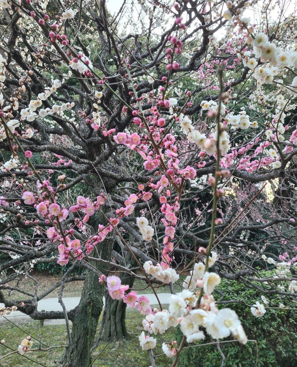 梅花的名字“隨心所欲”油菜花盛開的浜離宮恩賜庭園