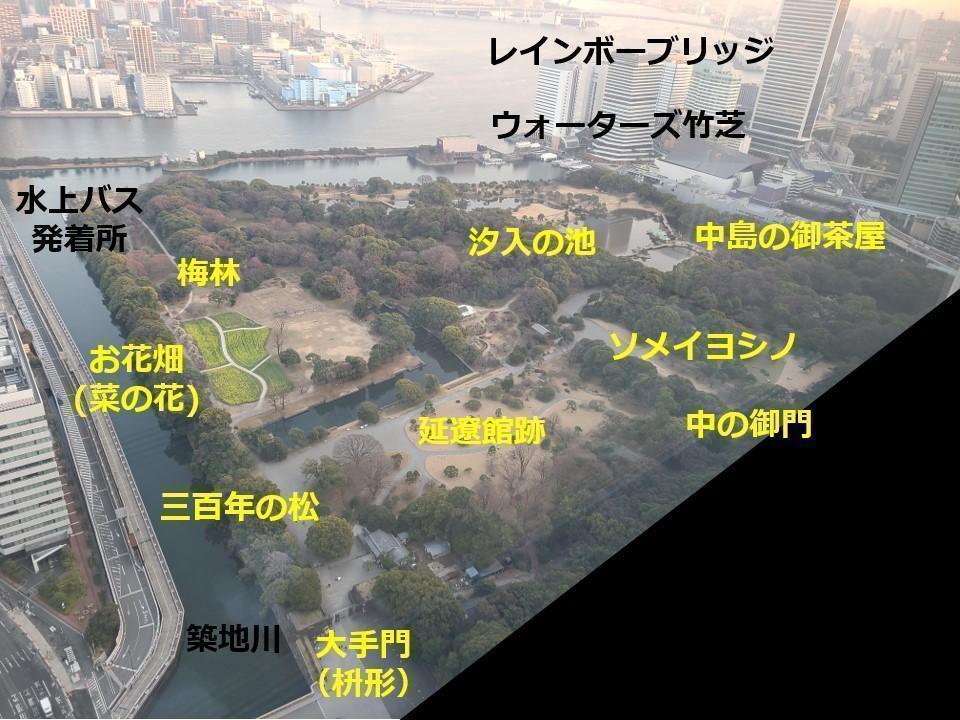 從一座大樓裡拍攝了油菜花盛開的“浜離宮恩賜庭園”油菜花盛開的浜離宮恩賜庭園