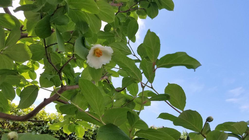  夏椿水無月之花