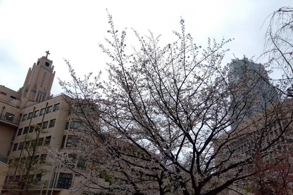 從聖路加國際大學的櫻京橋到築地賞花散步