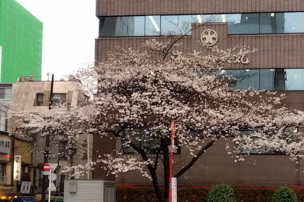 從食之街築地京橋到築地賞花散步