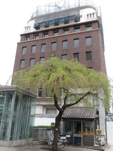  日本橋・京橋的櫻花開花狀況・賞花