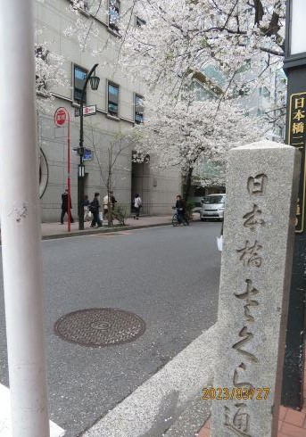  日本橋・京橋的櫻花開花狀況・賞花