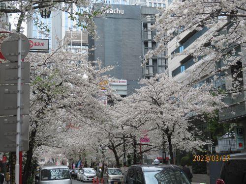  日本橋・京橋的櫻花開花狀況・賞花