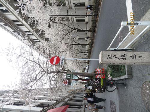  日本橋・京橋的櫻花開花狀況・賞花