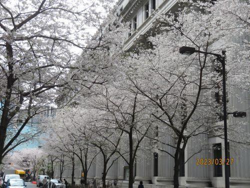  日本橋・京橋的櫻花開花狀況・賞花