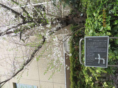  日本橋・京橋的櫻花開花狀況・賞花