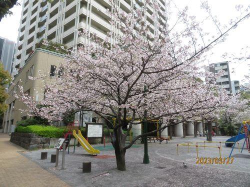  日本橋・京橋的櫻花開花狀況・賞花