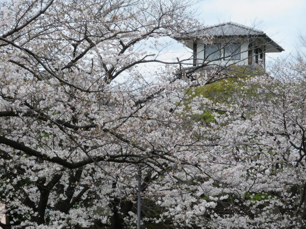  欣賞隅田川沿岸的賞櫻勝地